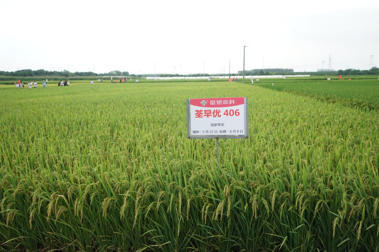 荃早优4062.jpg 荃早优4062.jpg